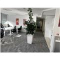 Location de bureau de 257 m² à Vélizy-Villacoublay - 78140 photo - 3